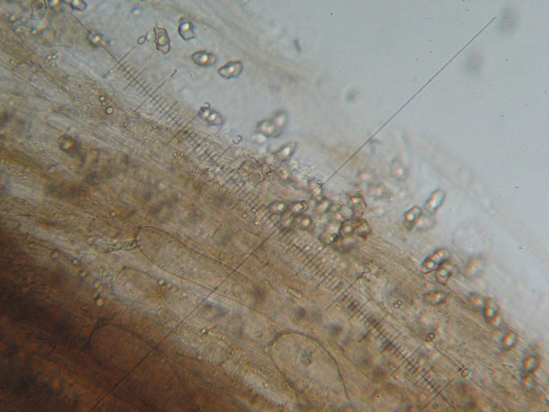 Val Cama - Canton Ticino (Svizzera)